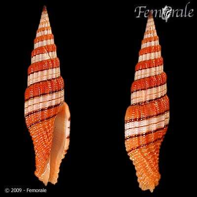 Image of Turbinelloidea Rafinesque 1815