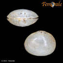 Image of Iridescent pea mussel