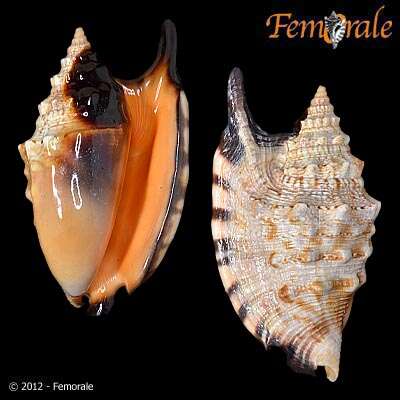 Image of Strombus Linnaeus 1758