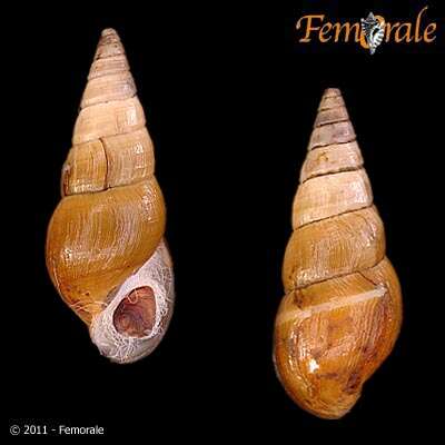 Слика од Pleuroceridae