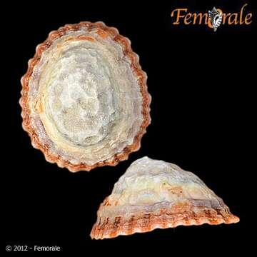 صورة Nacellidae Thiele 1891