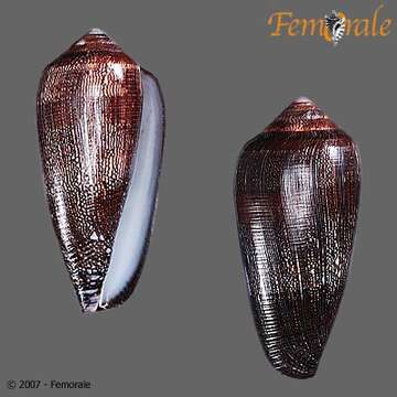 Image of cone snails