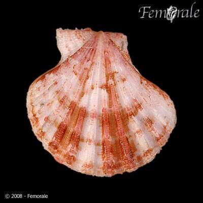 Image of Cryptopecten Dall, Bartsch & Rehder 1938