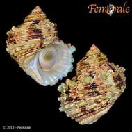 Image of turban snail