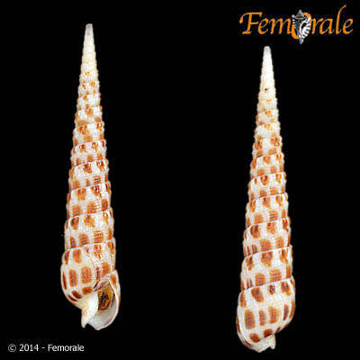 Image of Needle Whelks