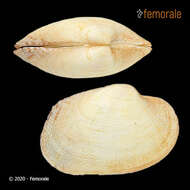 Image of Venerupis corrugata senegalensis (Gmelin 1791)