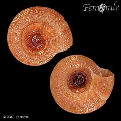 Слика од unclassified Gastropoda