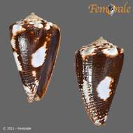 صورة Conus exiguus Lamarck 1810