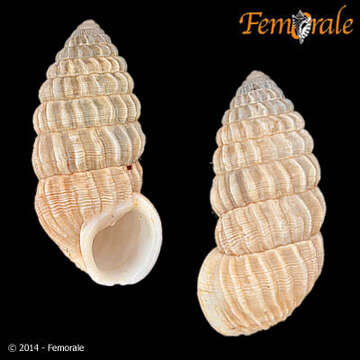 Image of Cerionidae