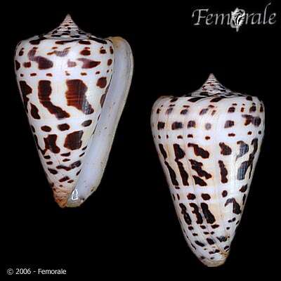 Image of Conus Linnaeus 1758