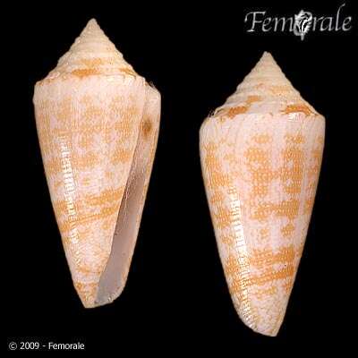 Image of Conus harlandi Petuch 1987