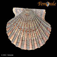 صورة Leptopecten Verrill 1897