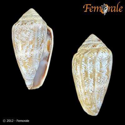 Image of cone snails