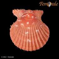 Imagem de Aequipecten P. Fischer 1886