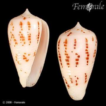 Image de Conus andamanensis E. A. Smith 1879