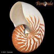 <i>Nautilus macromphalus</i> Sowerby 1849 resmi