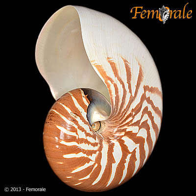 <i>Nautilus macromphalus</i> Sowerby 1849 resmi