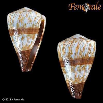 Image of cone snails