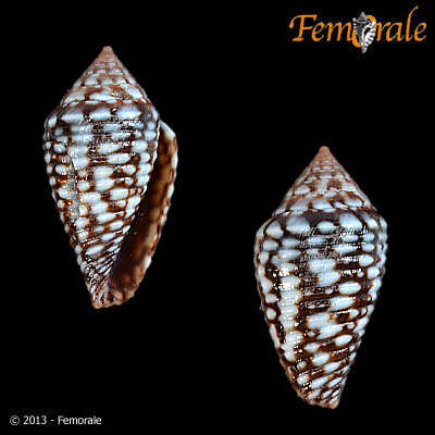 Image of Conasprella allamandi (Petuch 2013)