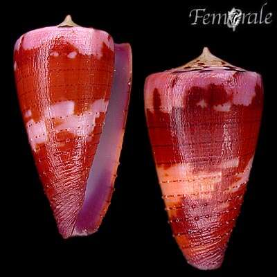 Image of cone snails