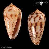 Image of Conus solomonensis Delsaerdt 1992