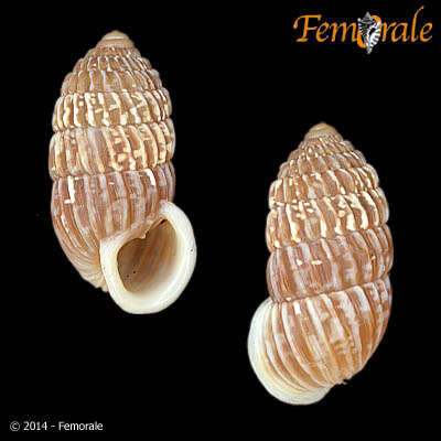 Image of Cerionidae