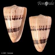 Image of cone snails