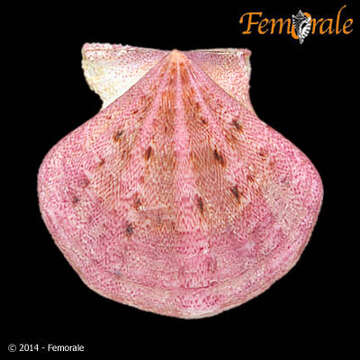 Image of Pectiniidae