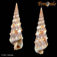 Image of Needle Whelks