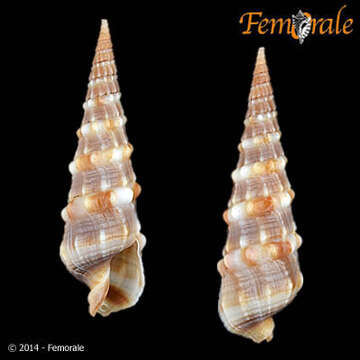 Image of Needle Whelks