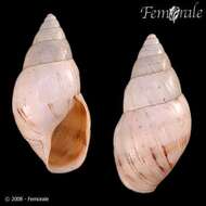 Image of Drymaeus virgulatus (Ferussac 1822)