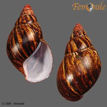 Imagem de <i>Archachatina marginata</i>