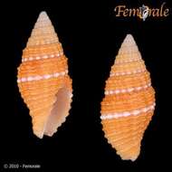 Image de Turbinelloidea Rafinesque 1815