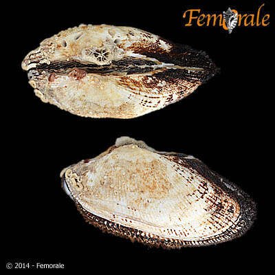 Image of Arcidae Lamarck 1809