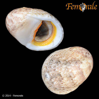 Image of <i>Nerita rumphii</i> Recluz 1841