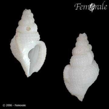 Thalassocyonidae F. Riedel 1995 resmi