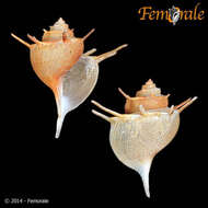 Image of Paludomidae