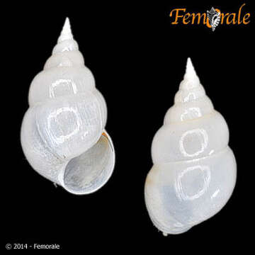 Eulimidae Philippi 1853 resmi