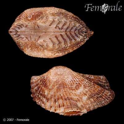 Image of Ark clam