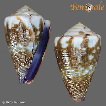 Image of cone snails