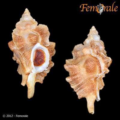 Image of Ceratostoma Herrmannsen 1846