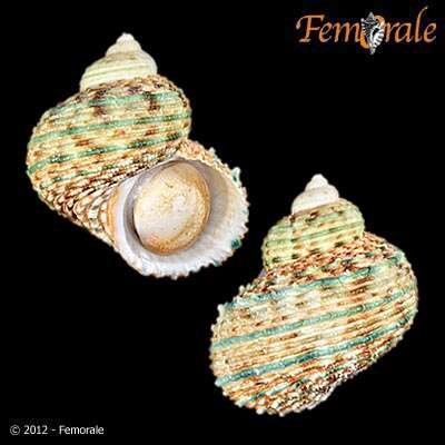 Image of turban snail