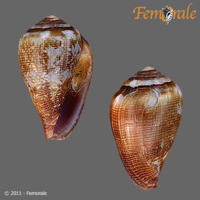 Image of cone snails