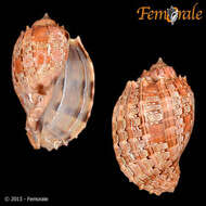 Image of Harp Snails