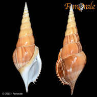 Rostellariidae Gabb 1868 resmi