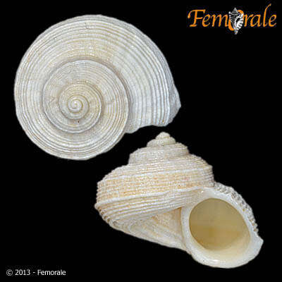 صورة Pomatiidae