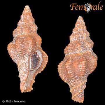 Image de Pustulatirus Vermeij & Snyder 2006