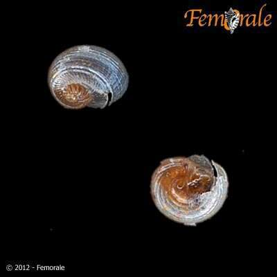 Image of little slit snails