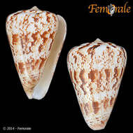 Image of cone snails