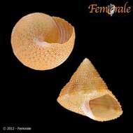 صورة Calliostoma Swainson 1840